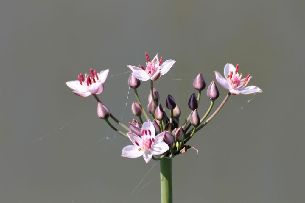 Butomus umbellatus / Giunco fiorito